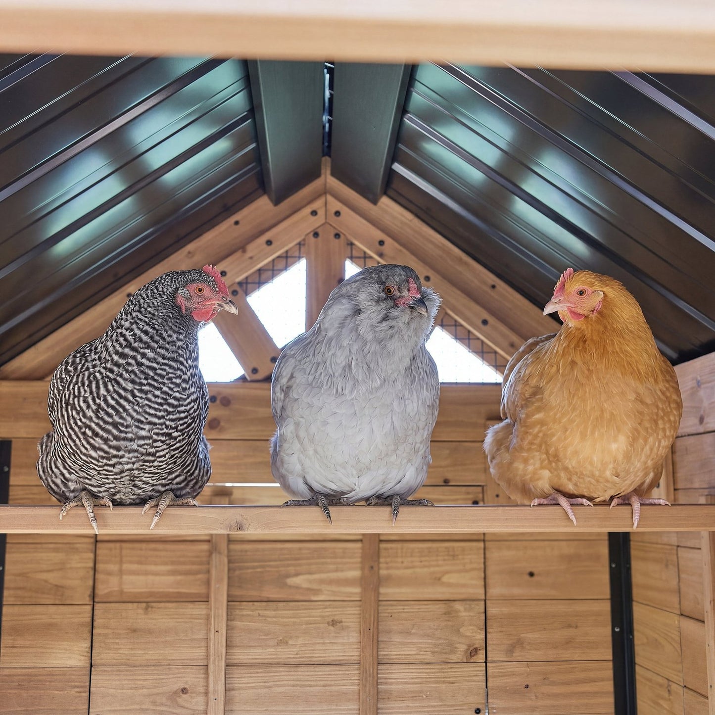 Sweetwater Chicken Coop – Brown