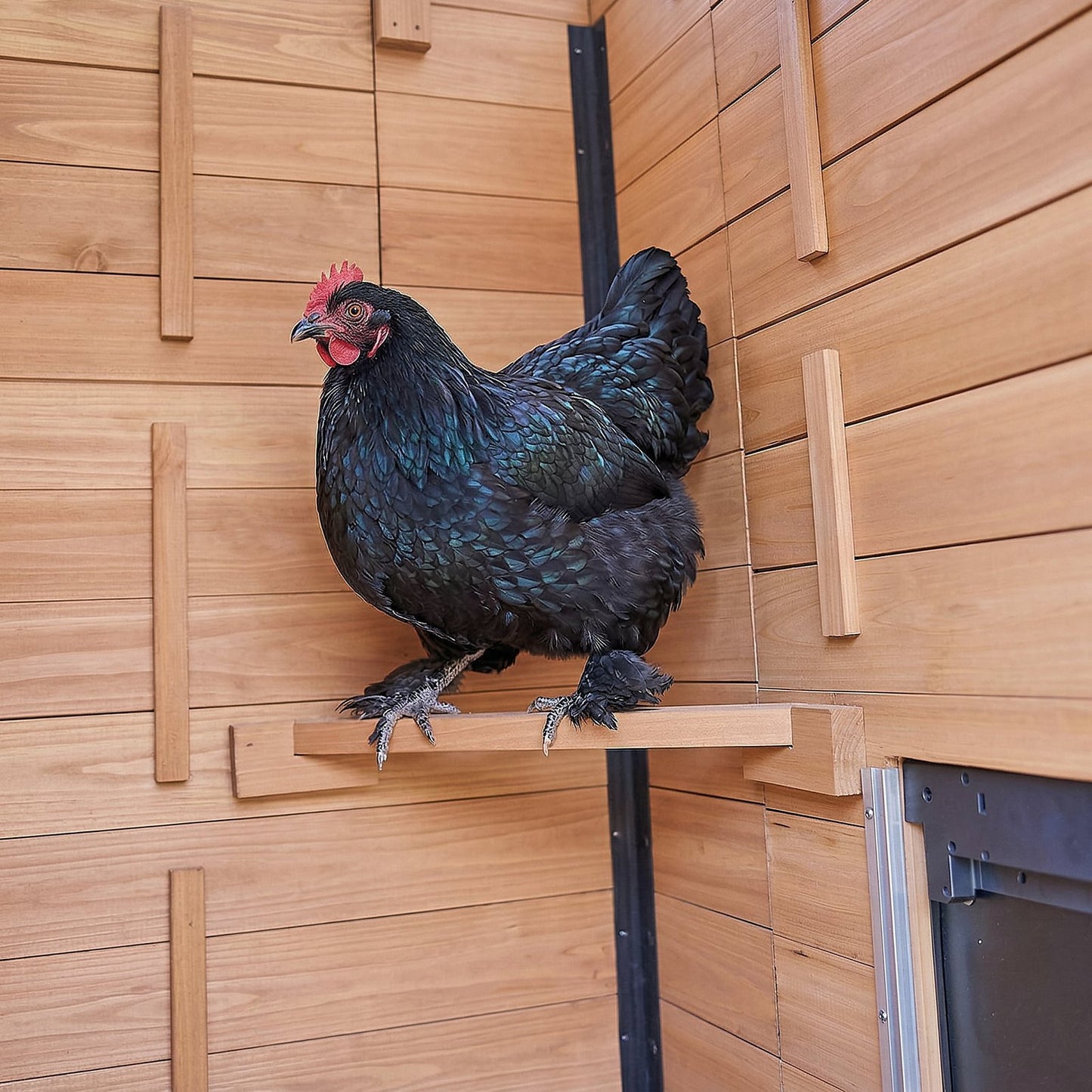 Sweetwater Chicken Coop – Brown