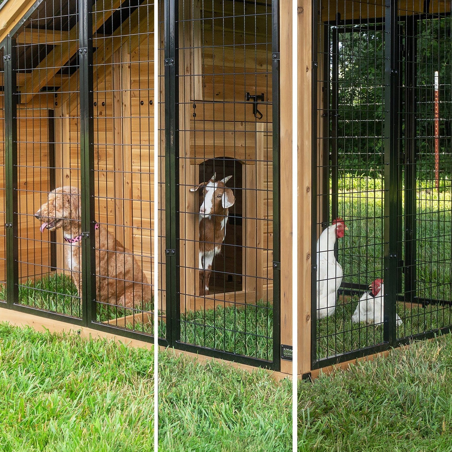 Animal Enclosure